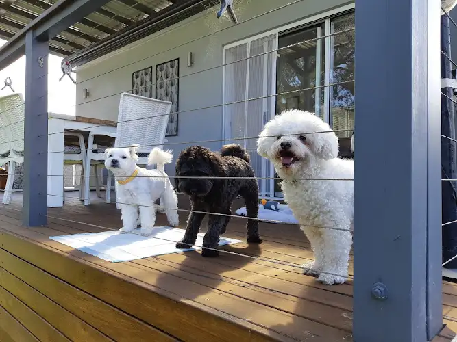 Doggy BnG Grooming - Pet Groomer in Pendle Hill
