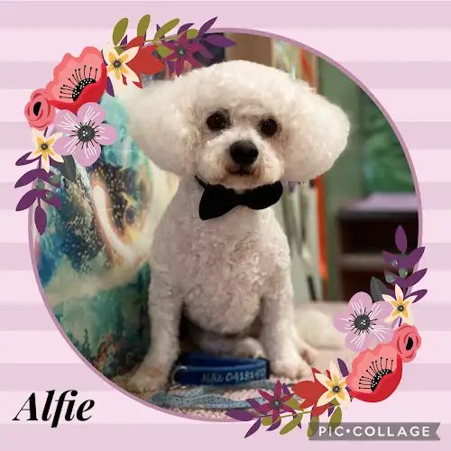 Doggy Hair Doos Dog Grooming - Pet Groomer in Burnie