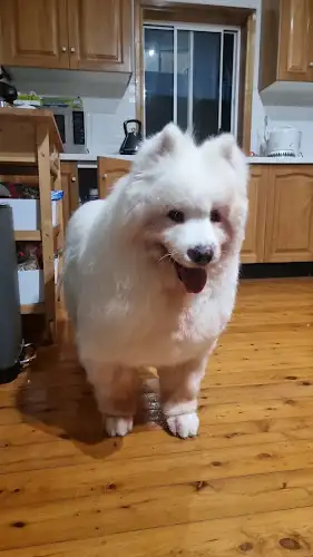 Doggy Splash - Pet Groomer in St Peters