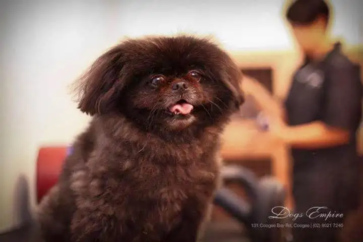 Dogs Empire Grooming Service - Pet Groomer in Coogee