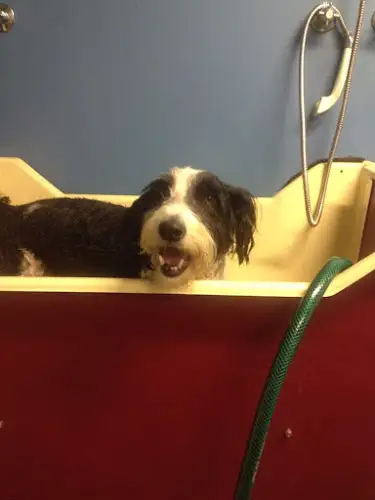 Dogs Indulgence Grooming Salon - Pet Groomer in Clarence Point