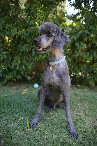 Dogs With Style - Pet Groomer in South Hurstville