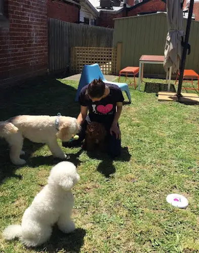 DOGUE Brighton - Pet Groomer in Melbourne