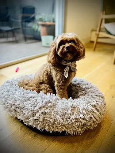 DOGUE Williamstown - Pet Groomer in Williamstown