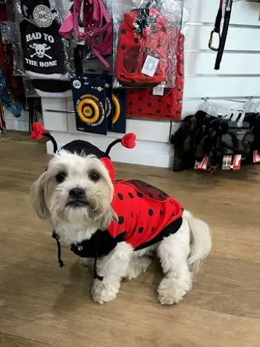 DOGUE Zetland - Pet Groomer in Zetland