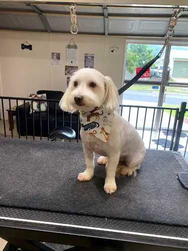 Dynamic Dogs Grooming Studio - Pet Groomer in Mount Sheridan