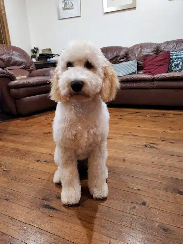 Emma Scissorhands Pet Styling - Pet Groomer in Engadine