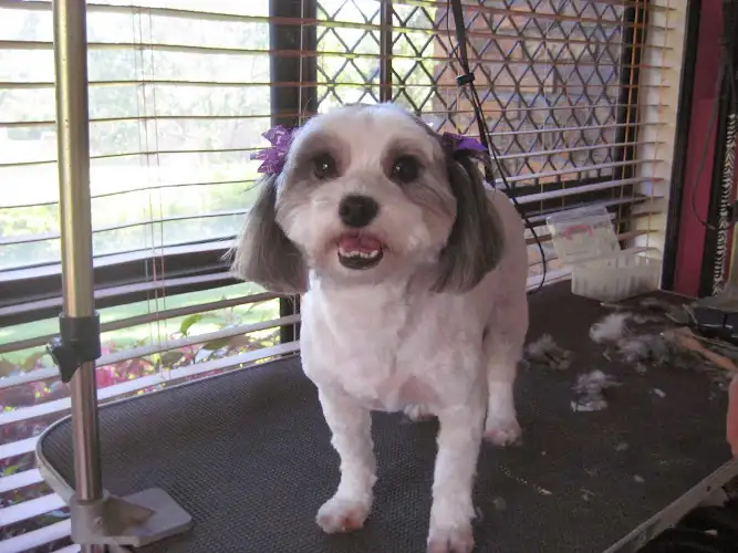 Essential Dog Grooming - Pet Groomer in Kuraby