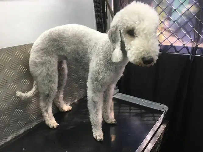 Eve'n The Dog Grooming - Pet Groomer in Deception Bay