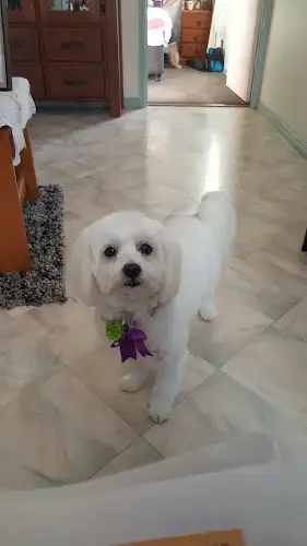 Everything Dogz - Pet Groomer in Victory Heights