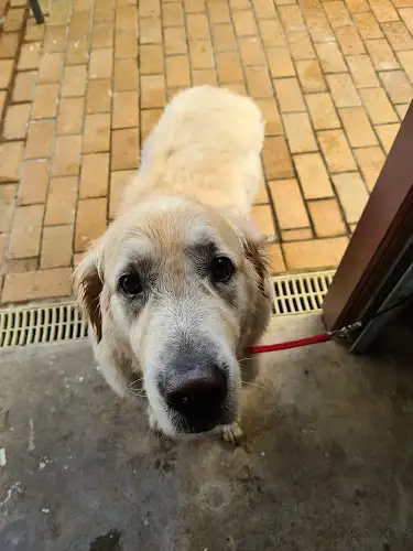 FERNY BARKERS Grooming Service - Pet Groomer in Ferny Grove