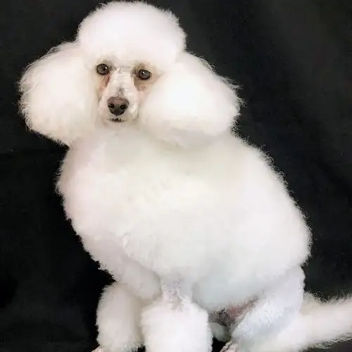 FiFi's Pet Grooming - Pet Groomer in Environa