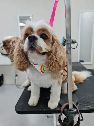 Flair For Fur - Pet Groomer in Bradbury