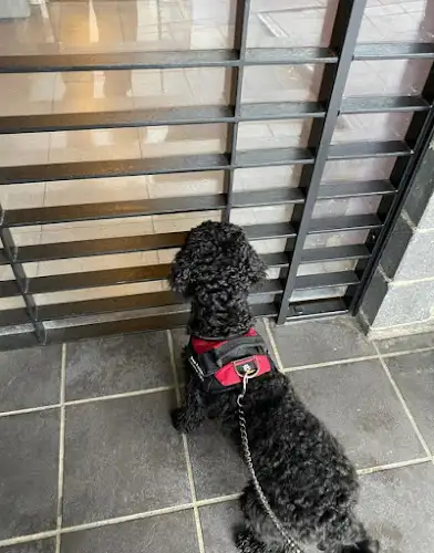 Flawless Paws Pet Grooming - Pet Groomer in Potts Point