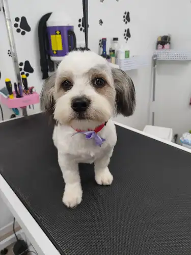 Fluffy Butts Dog Salon - Pet Groomer in Craignish