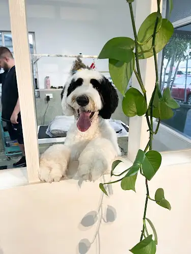 Four Paw - Pet Groomer in Red Hill
