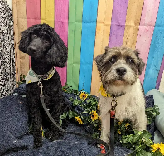 Foxy Dogs Pet Grooming - Pet Groomer in Gatton