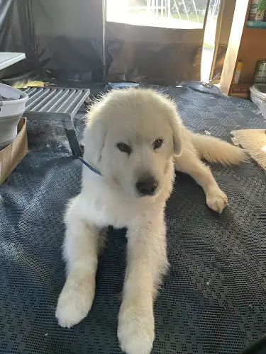 Fridays Dog Salon - Pet Groomer in Moore Park Beach
