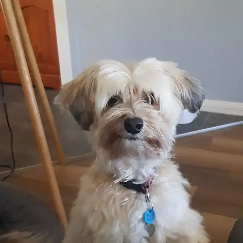 Fur Baby Buddy - Pet Groomer in Glass House Mountains
