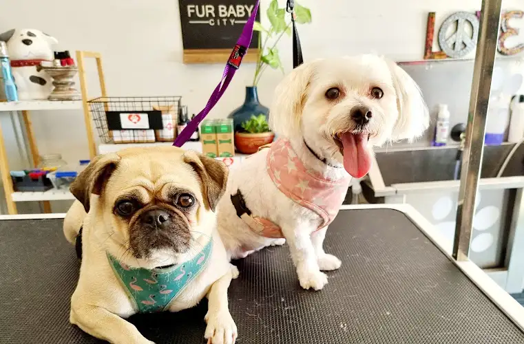 Fur Baby City - Pet Groomer in Caboolture