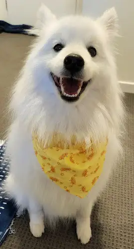 Fur Dooz Dog Grooming - Pet Groomer in St Peters