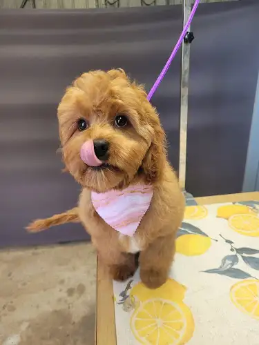 Fur Elise Grooming Salon - Pet Groomer in Meringandan West