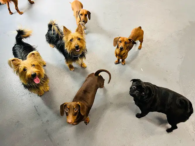 Fur Mum Pet Care - Pet Groomer in Garbutt