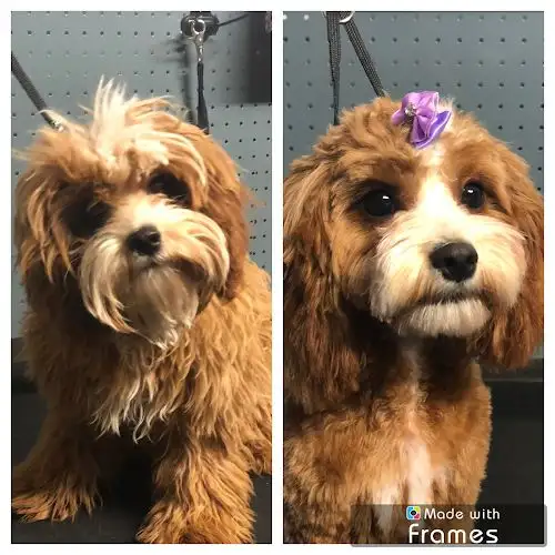 Fur To Fab - Pet Groomer in Annangrove
