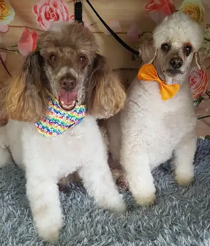 FurChild Bath And Grooming - Pet Groomer in Brighton