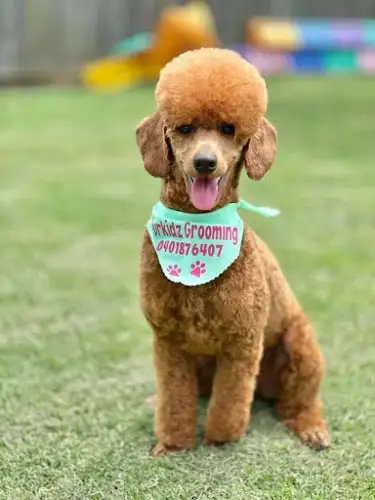 Furkidz Grooming - Pet Groomer in Plainland