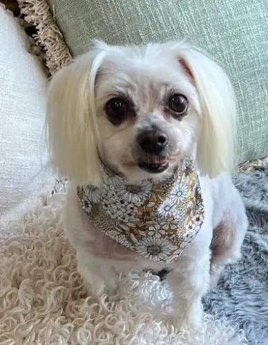 Furry Friendz - Pet Groomer in Redland Bay
