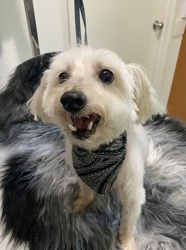Furry Tails Grooming For Dogs - Pet Groomer in Belmont