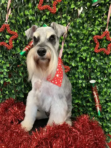Gentle Touch Pet Grooming - Pet Groomer in Bracewell