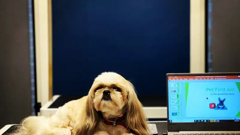 GET Grooming - Pet Groomer in Allambie Heights