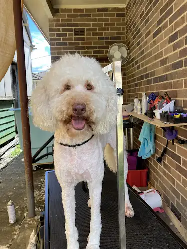 Golding’s Pampered Pooches Dog Grooming - Pet Groomer in Faulconbridge