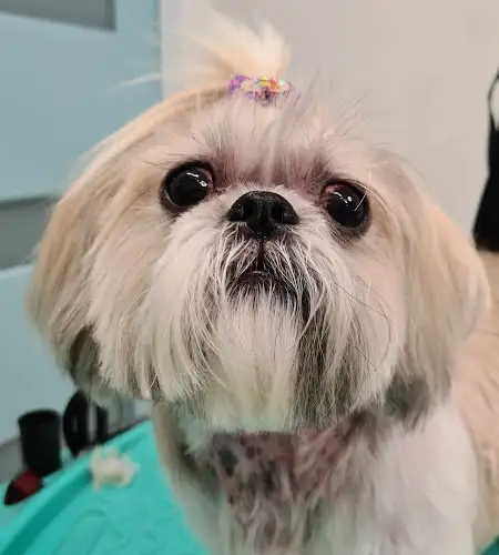 Gorjess Grooming - Pet Groomer in Emu Plains