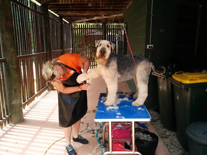 Greywolf Grooming Studio - Pet Groomer in Alderley