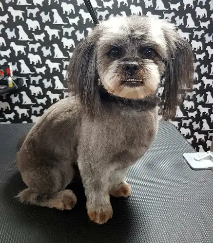 Groomed By Lou - Pet Groomer in Aitkenvale