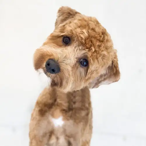 Groomed By Mary - Pet Groomer in Ellangowan