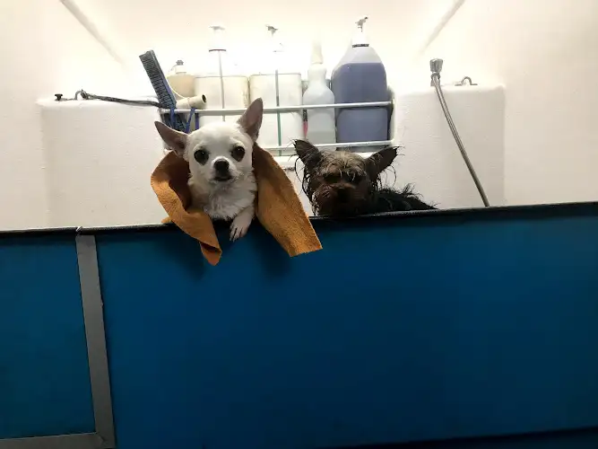 Groomer 2 You - Pet Groomer in Artarmon