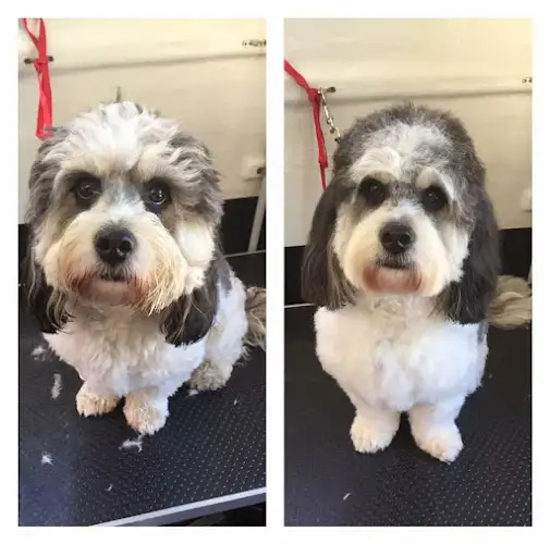 Groomie - Mobile Dog Grooming Salon - Pet Groomer in Epping