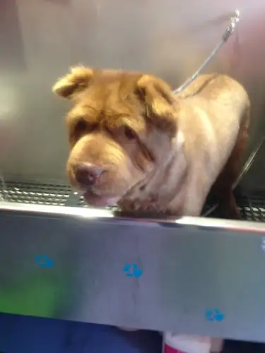 Groovy Dogs Grooming Salon - Pet Groomer in Mittagong