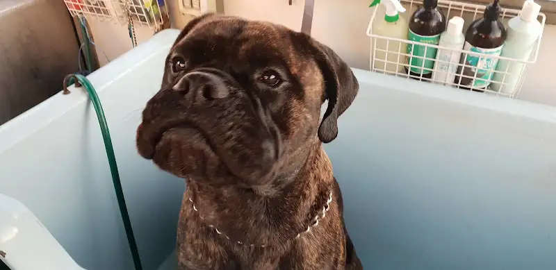Grubby Paws Mobile Dog Wash - Pet Groomer in Moffat Beach