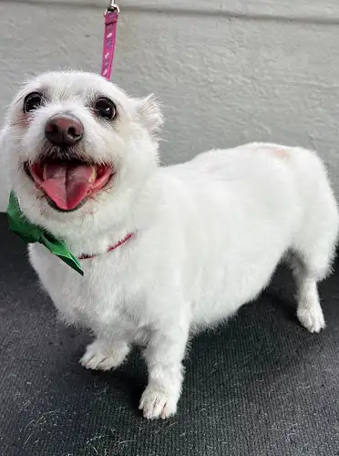 Gypsy's Mobile Dog Wash - Pet Groomer in Elrington