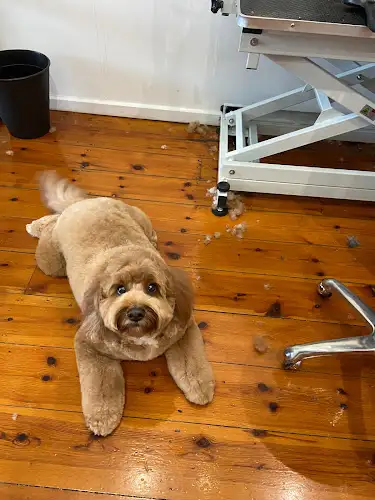 Hachi & Co - Cairns QLD - Pet Groomer in Westcourt