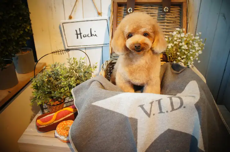 Hachi Sydney - Pet Groomer in Haymarket