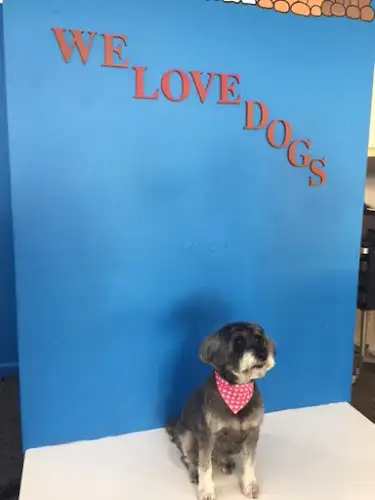 Hair Of The Dog - Pet Groomer in Newtown