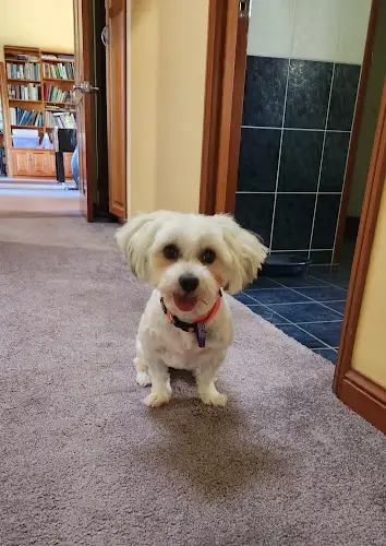 Hair Off The Dog FNQ - Pet Groomer in Speewah