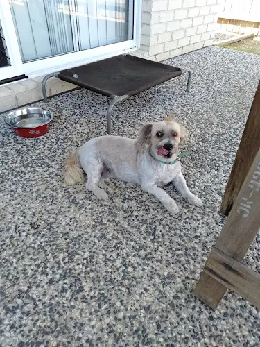 Hairy Barkers On Bribie Dog Grooming - Pet Groomer in Bongaree