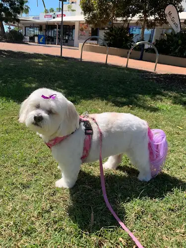 HairySmiles - Pet Groomer in Sandgate